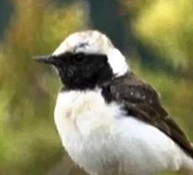 【🐤】なんで埼玉に…？モンゴルの砂漠に生息しているはずの野鳥セグロサバクヒタキ、さいたま市で撮影に成功