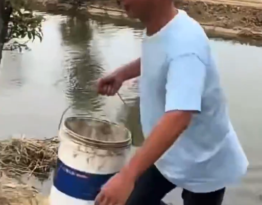中国安徽省の川の水をトウモロコシの苗にかけたら2日で枯れて黄色くなる