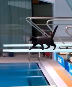 【AI動画】ねこコンテンツのクオリティ爆上げしてん