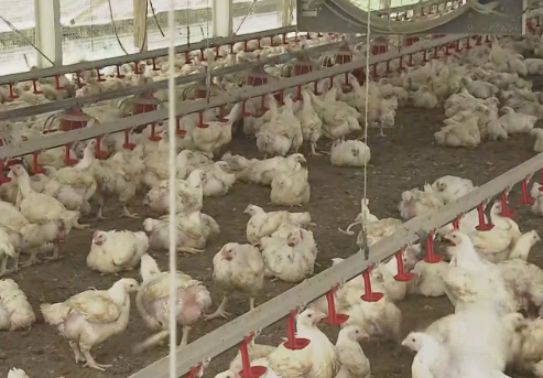 【長崎】養鶏場が全焼　ニワトリ6万7千羽が焼け死ぬ