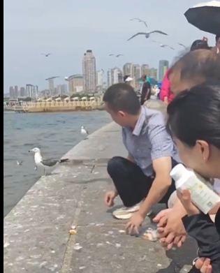 ウミネコと戯れる中国人観光客