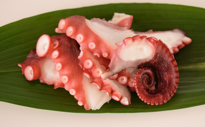 英国で異例のタコ豊漁、海洋生態系を脅かす－水温は記録的上昇　🐙
