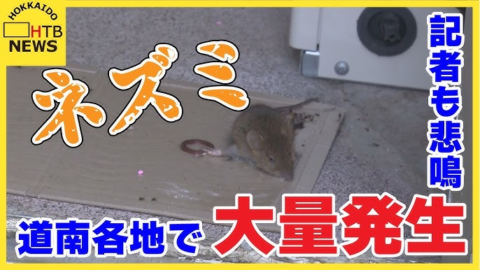ネズミ異常発生！道南の街を席巻…駆除グッズは「爆売れ」 住宅街・農地を脅かす異常事態