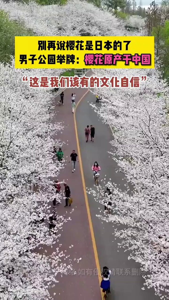 中国人「桜は日本のものだなんて、もう言わないで。桜は中国原産です」