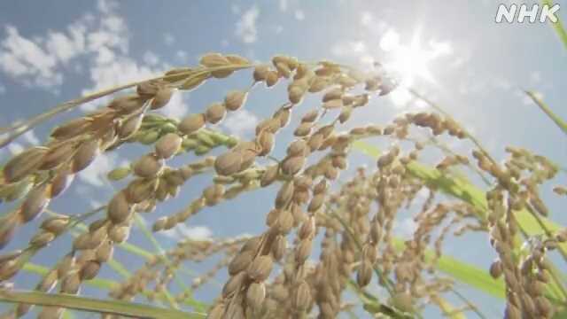 【データ分析会社がおよそ1000人を対象にしたアンケート】備蓄米を食べた人の62％  味や食感が新米と比べて劣る　「においが気になった」　「パサパサしていた」　「炊き上がりが硬かった」