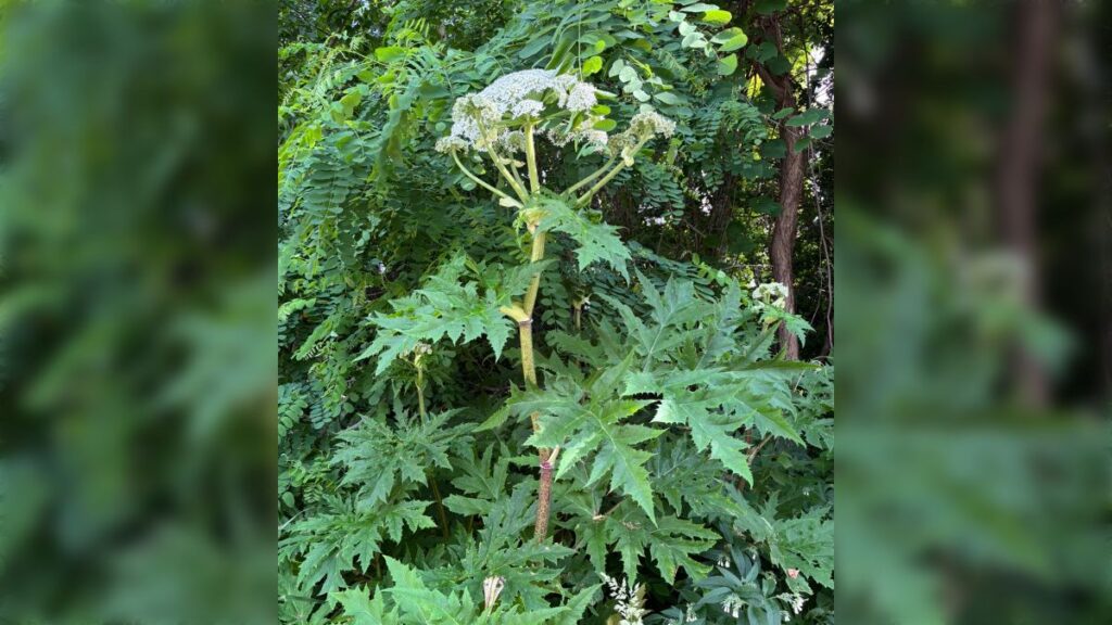 【国内未確認】北大に世界一危険な猛毒植物「バイカルハナウド」生育か…欧米では繁殖力の強い雑草