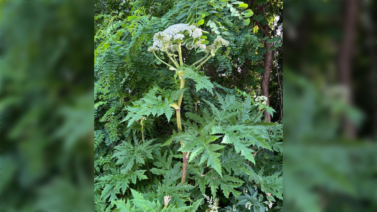 【国内未確認】北大に世界一危険な猛毒植物「バイカルハナウド」生育か…欧米では繁殖力の強い雑草