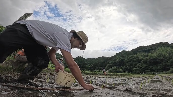 高いと思っていた日本のコメ「今までが安すぎたのかも」田植えやってみると10分もしないうちに汗が噴き出した