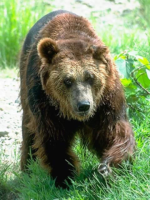 【5ch民】7大、日本にもいる危険生物「スズメバチ」「ヒグマ」「ドクツルタケ」「マダニ」「結核菌」「O157」