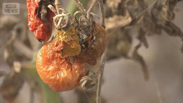 【🍅】トマト600kg“全滅”…西日本では猛暑日続出　『記録的短時間大雨情報』も相次ぐ