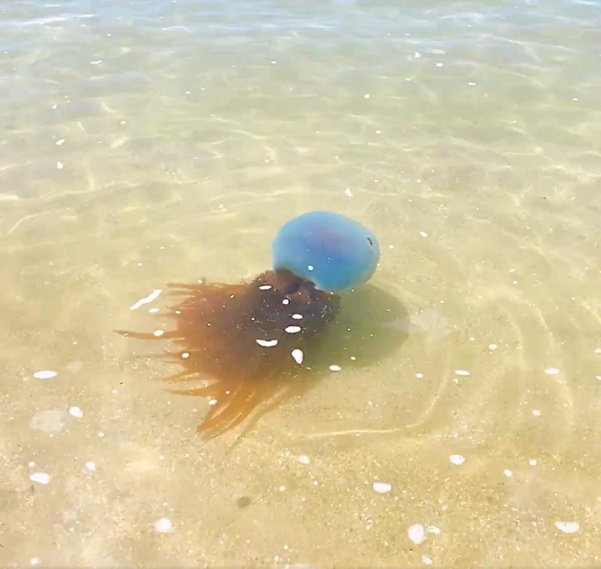 熊本県の海にホイミスライム現る