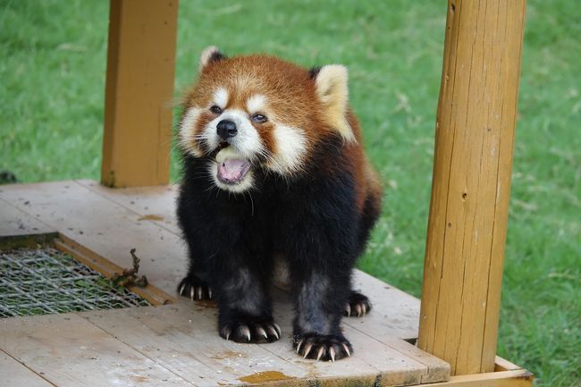 和歌山のアドベンチャーワールド「今後のウチの目玉はレッサーパンダになります」