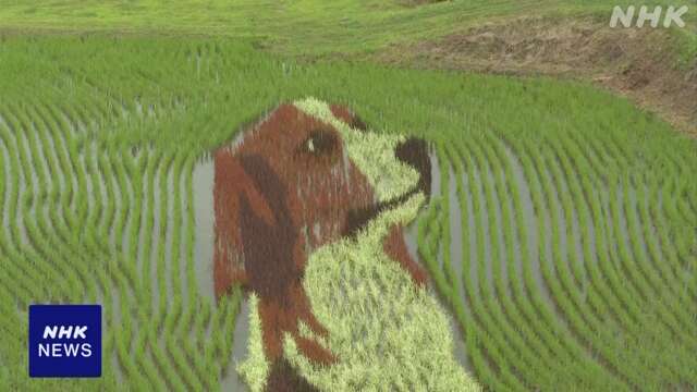 大谷翔平選手の「田んぼアート」が見頃 岩手 奥州