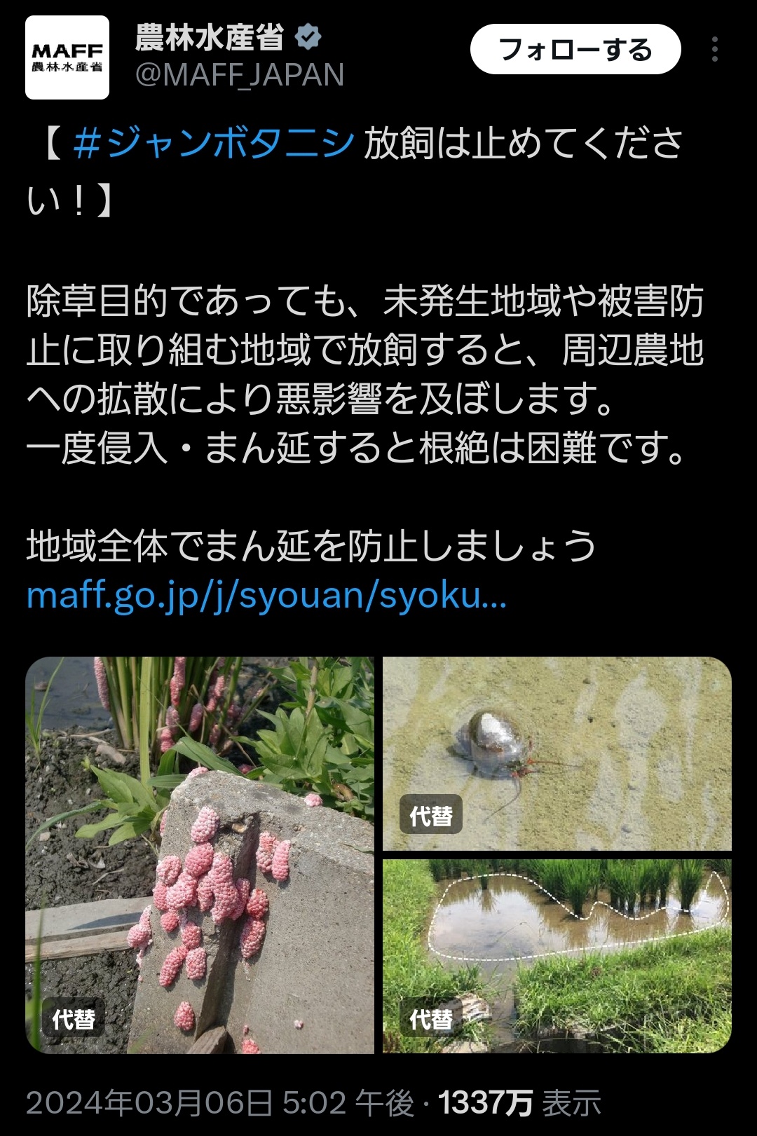 【悲報】農水省、正体を現す「ジャンボタニシ放飼は絶対にやめて😡」
