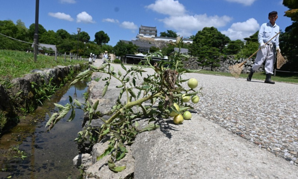 姫路城にトマトが“入城”　管理事務所「そっとしておきます」