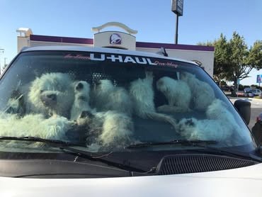 炎天下の車内で130匹以上の猫がすし詰め、一部はすでに息絶え…動物虐待の罪で女を逮捕