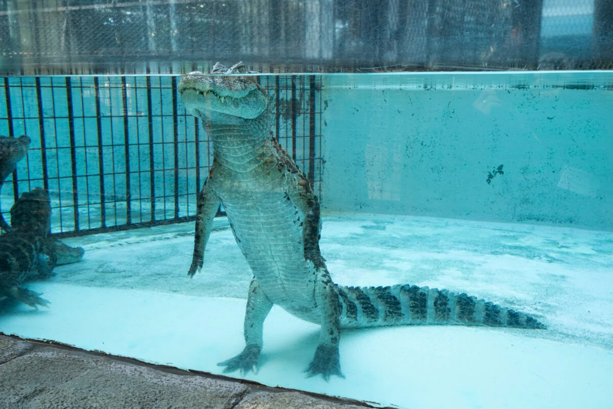 【静岡】ワニにかまれ従業員軽傷　熱川バナナワニ園