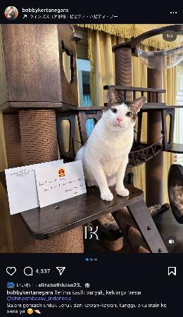 【国際】猫の手も借りたい？要人から贈り物続々　インドネシア大統領ペットに“外交攻勢”