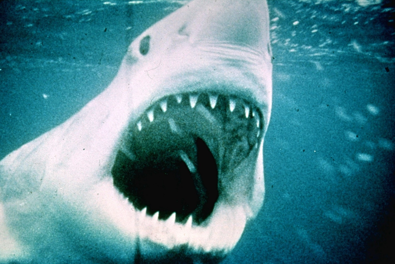 巨大ザメに立ち向かえ、スティーヴン・スピルバーグ監督作「ジョーズ」NHK BSで放送