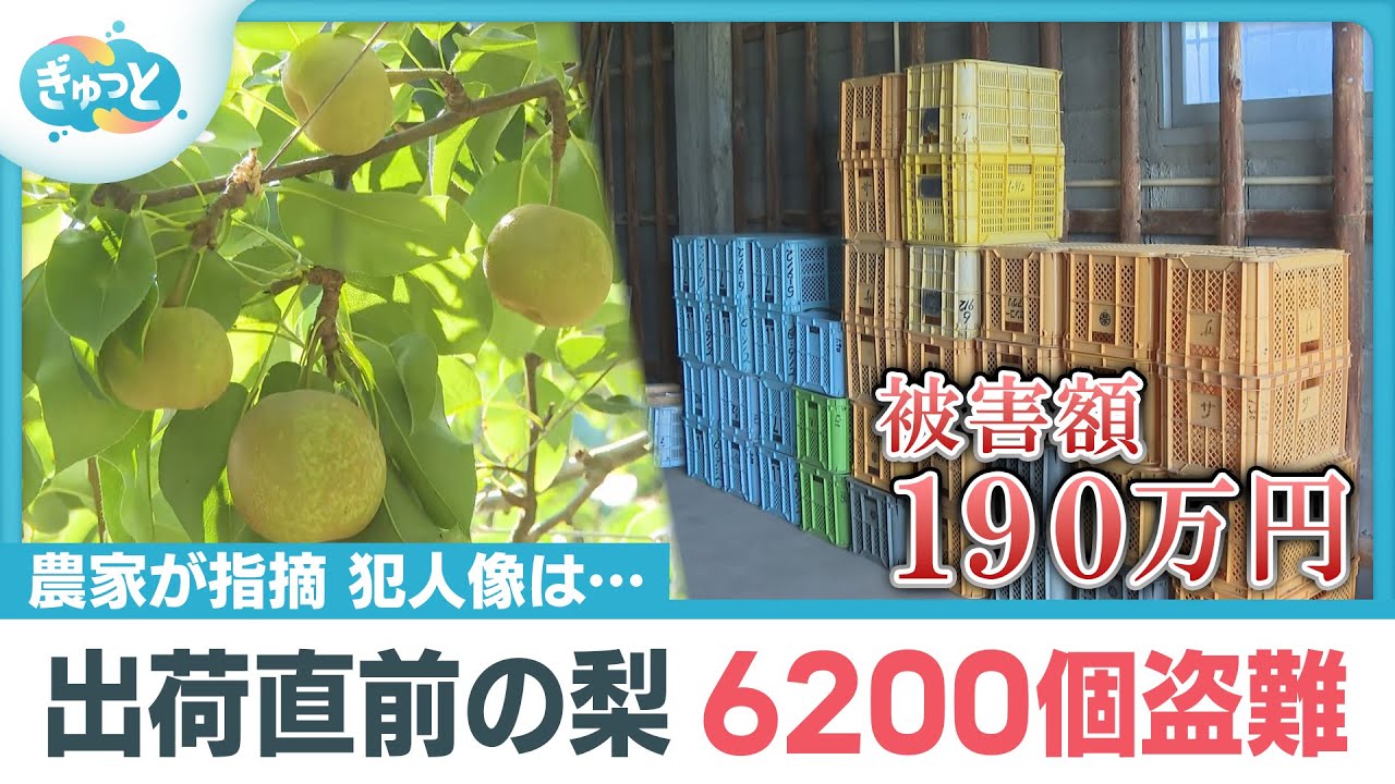【外国人犯罪か？】収穫前のナシ約6200個盗まれる　福岡・うきは市