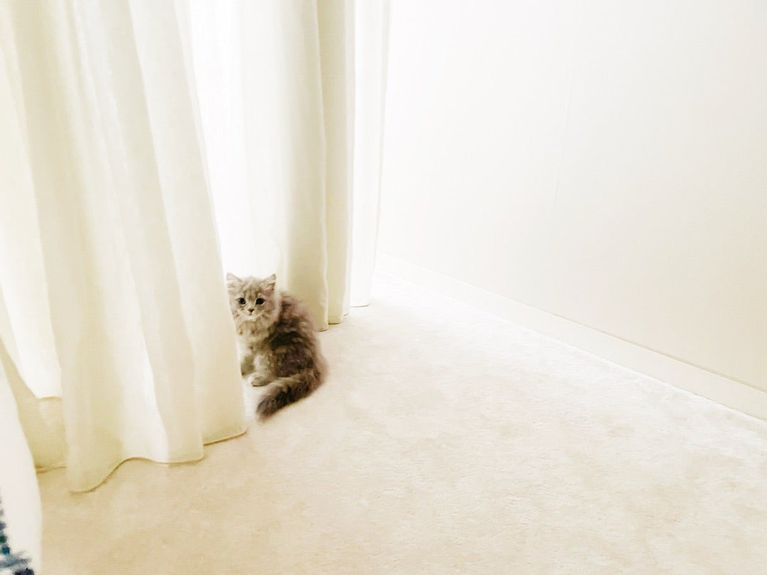 高橋克典、黒木瞳の家で生まれたサイベリアンの子猫を迎え入れ「可愛い猫ちゃんがウチに来て戸惑ってるおぢさん」密着ショット公開