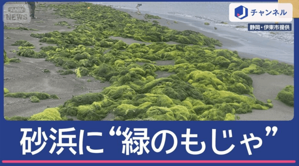 “緑のもじゃもじゃ”正体は？伊豆の砂浜が「困ったことに」