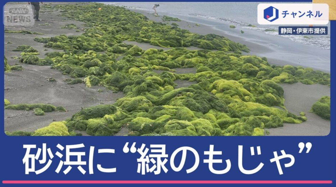 “緑のもじゃもじゃ”正体は？伊豆の砂浜が「困ったことに」
