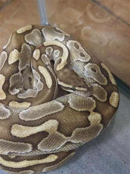 再）【恐怖】行方不明の農夫、全長8m超のニシキヘビに丸呑みされた状態で発見 インドネシア