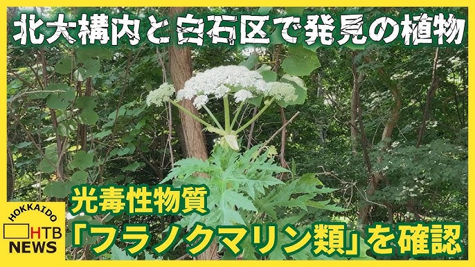 「すぐ洗い流し日光当たらないよう」北大構内と白石区で発見の植物「フラノクマリン類」を確認