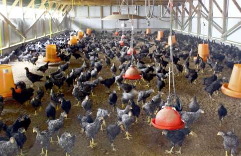 「令和の米騒動」影響はここにも…焼酎・養鶏業界「生産続けられない」と悲鳴。加工・飼料用米も不足の危機