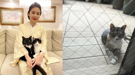 【 ねこ 】藤あや子さん　庭にキジトラのお客さん「3食昼寝付きで遊びに」　 “親睦を深めてから保護” にフォロワー反応