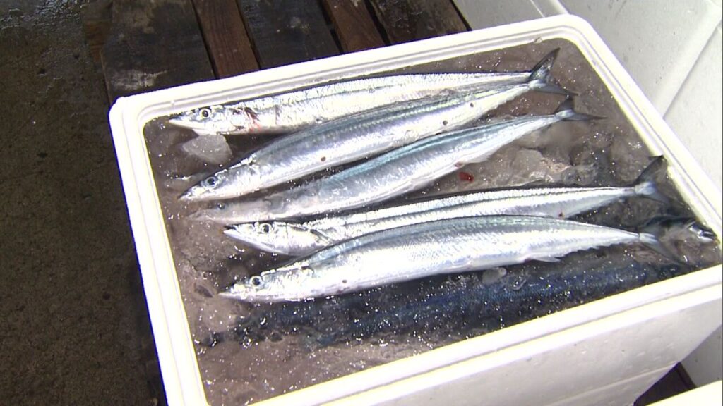【1匹5万円のサンマ】わずか20分で完売！釧路港で約170キロが初水揚げ＿初競りでは1キロ25万円の過去最高値“ご祝儀価格”