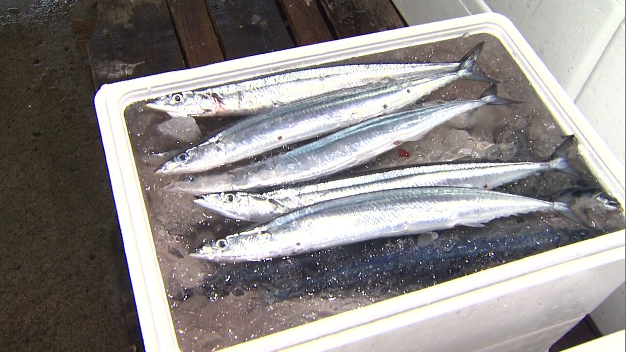 【1匹5万円のサンマ】わずか20分で完売！釧路港で約170キロが初水揚げ＿初競りでは1キロ25万円の過去最高値“ご祝儀価格”