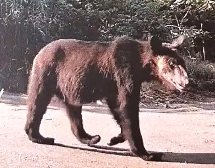 【クマが好き放題に食い荒らす】農園のトウモロコシ30本と肥料50キロたいらげる―幅15センチの足跡『ヒグマ注意報』出ている北海道砂川市