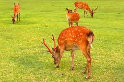 【シカ】へずまりゅう氏の奈良市議当選に中国メディアが反応