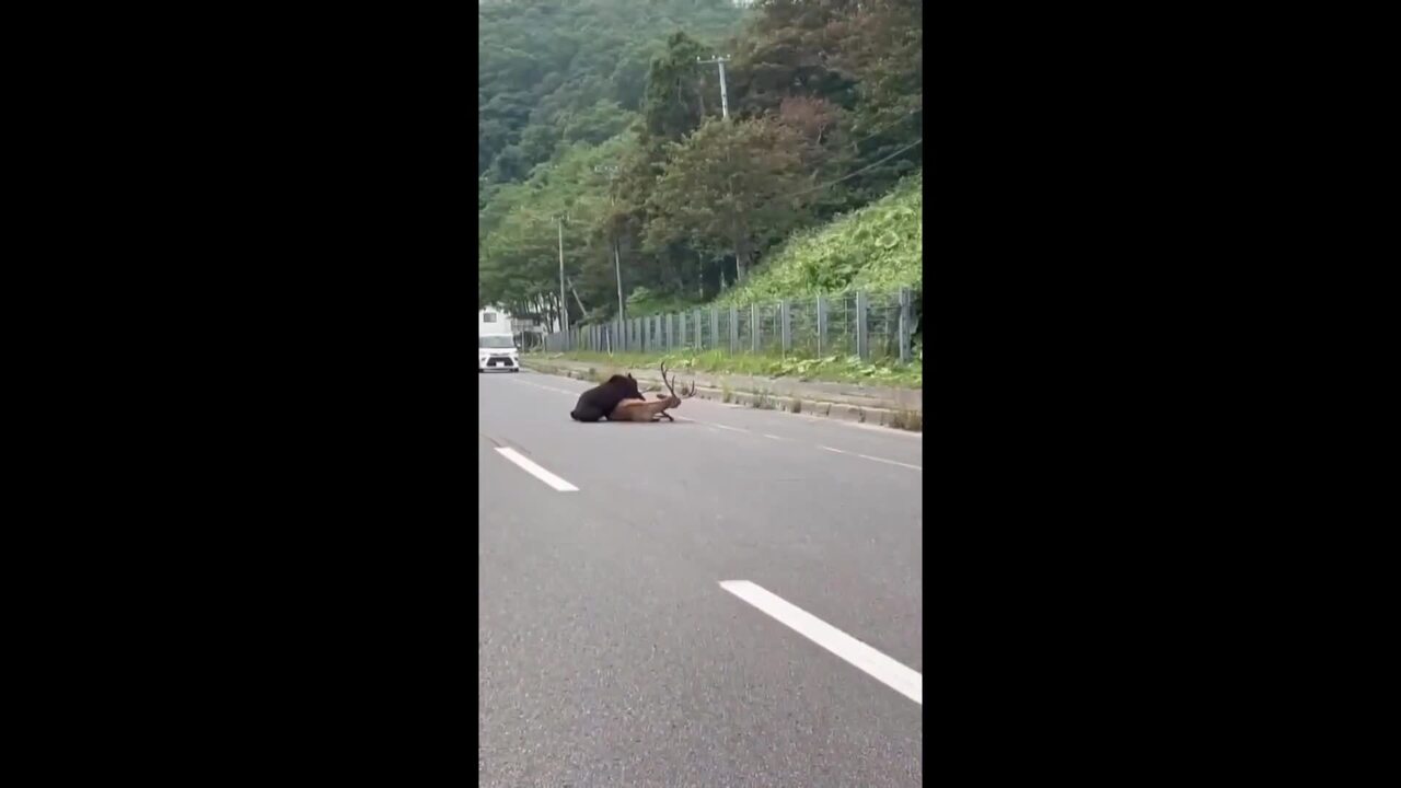 【ヒグマ速報】車道でヒグマがエゾシカの首元をくわえ林の方へ引きずっていくのを視聴者が撮影　北海道・羅臼町