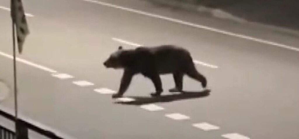 女性と配達員の最低でも2名を喰ったヒグマ殺処分に北海道外から苦情が殺到　2時間以上の業務妨害電話も