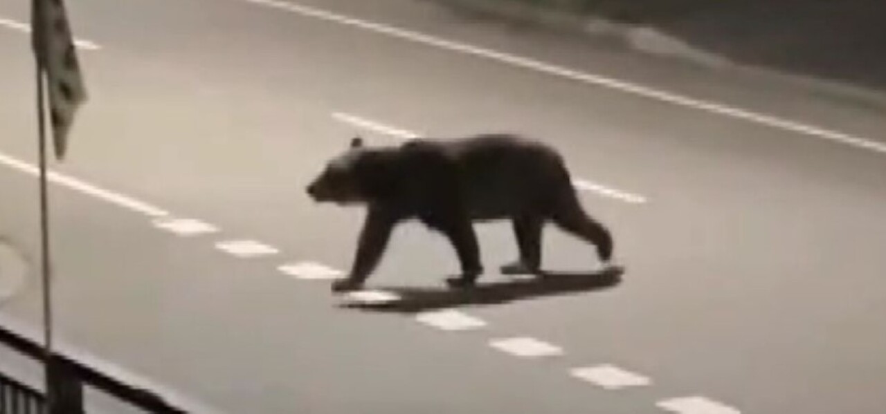 女性と配達員の最低でも2名を喰ったヒグマ殺処分に北海道外から苦情が殺到　2時間以上の業務妨害電話も