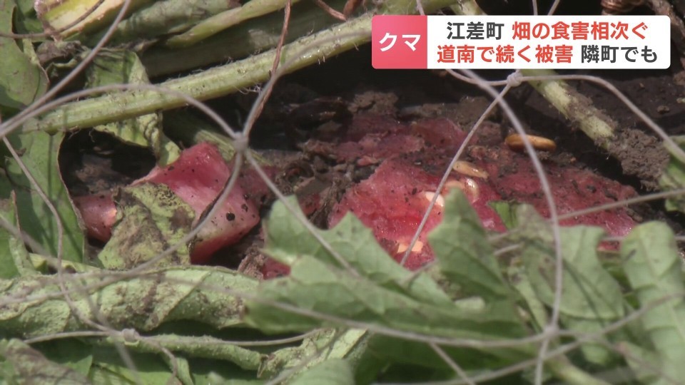 【北海道】クマのしわざか　家庭菜園のスイカやトウモロコシが食い荒らされる