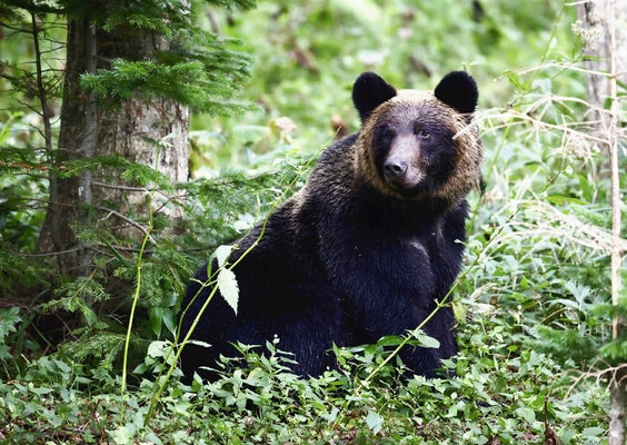 【北海道】ヒグマ捕獲のハンター報酬交付金、１頭当たり池田町は最高８万１３００円…美瑛町は３倍の６万円に