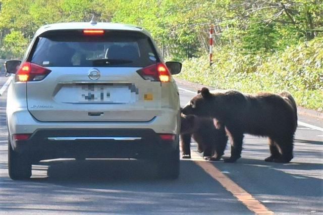 【北海道】飼い犬食べるヒグマも　人身事故へ危機感　知床の世界遺産登録20年
