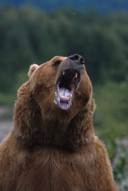 【北海道福島町ヒグマ襲撃事件】「玄関前の砂利は赤く染まり血痕が…」　近隣住民が見た地獄絵図「クマの体の下に人間の腕らしきものが」