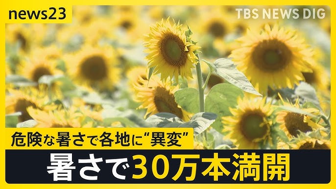 【危険な暑さ】各地に“異変” ひまわり満開・セミ鳴き声・コメ育つ田んぼの水は「熱っ！」卵は“サイズが小さく”価格高騰