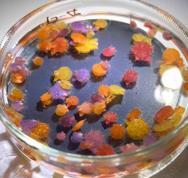 【可愛い生物】ヒオウギカイの稚貝