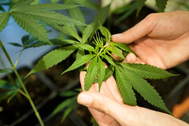 【国際】大麻を合法化したところ２５万人が中毒に…大慌てのドイツ