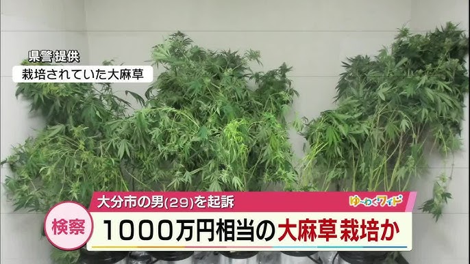 【大分市】約1000万円相当の大麻をアパートで栽培した罪　男（29）を起訴