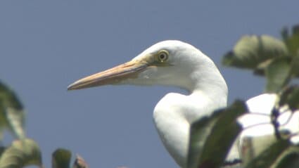 【富山】「マツの木伐採の時期が不適切だった」富山城址公園のサギ107羽 大量死…多くの幼鳥がエサ得られず　富山市が記者会見
