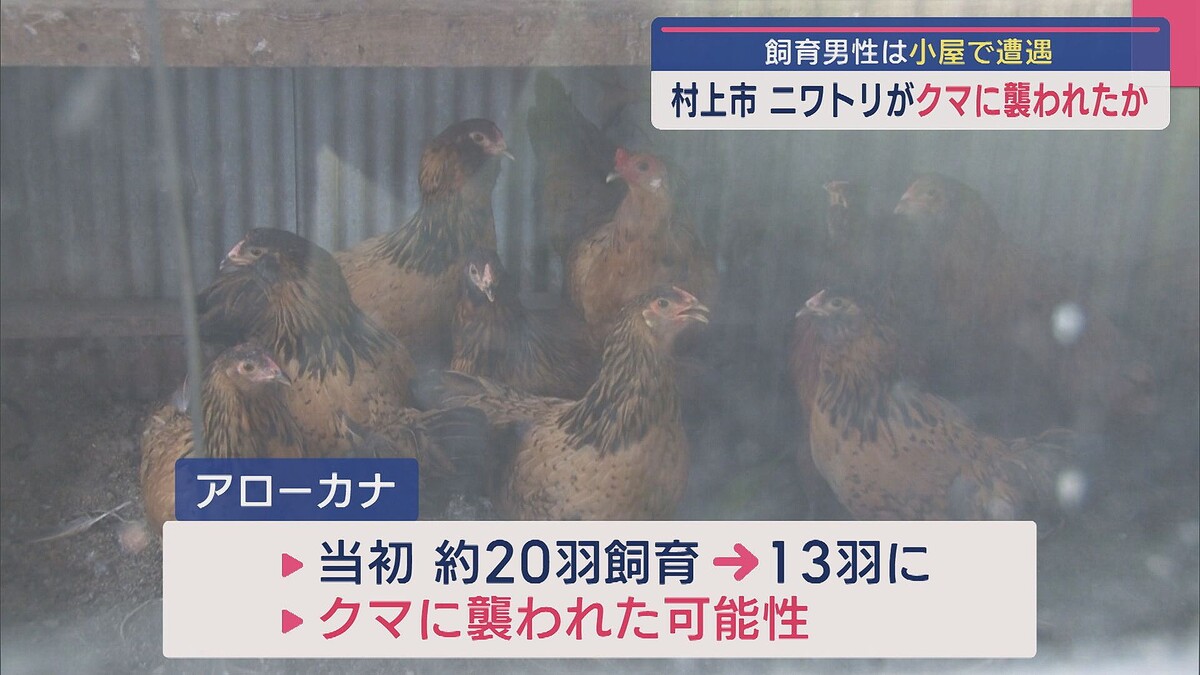 【新潟】ニワトリ「アローカナ」がクマに襲われたか「入ったらクマがここに」小屋で住人がクマに遭遇　村上市