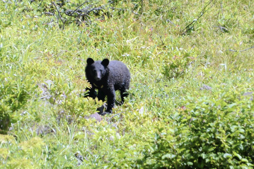 【栃木】庭で花の手入れ中だった８５歳、背後からクマに襲われ尻かまれる…那須塩原で被害相次ぐ