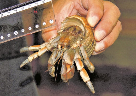 【沖縄】オカヤドカリ８４４匹詰めた段ボール２箱をコンビニへ持ち込み、「動く音」で気付いた配送業者